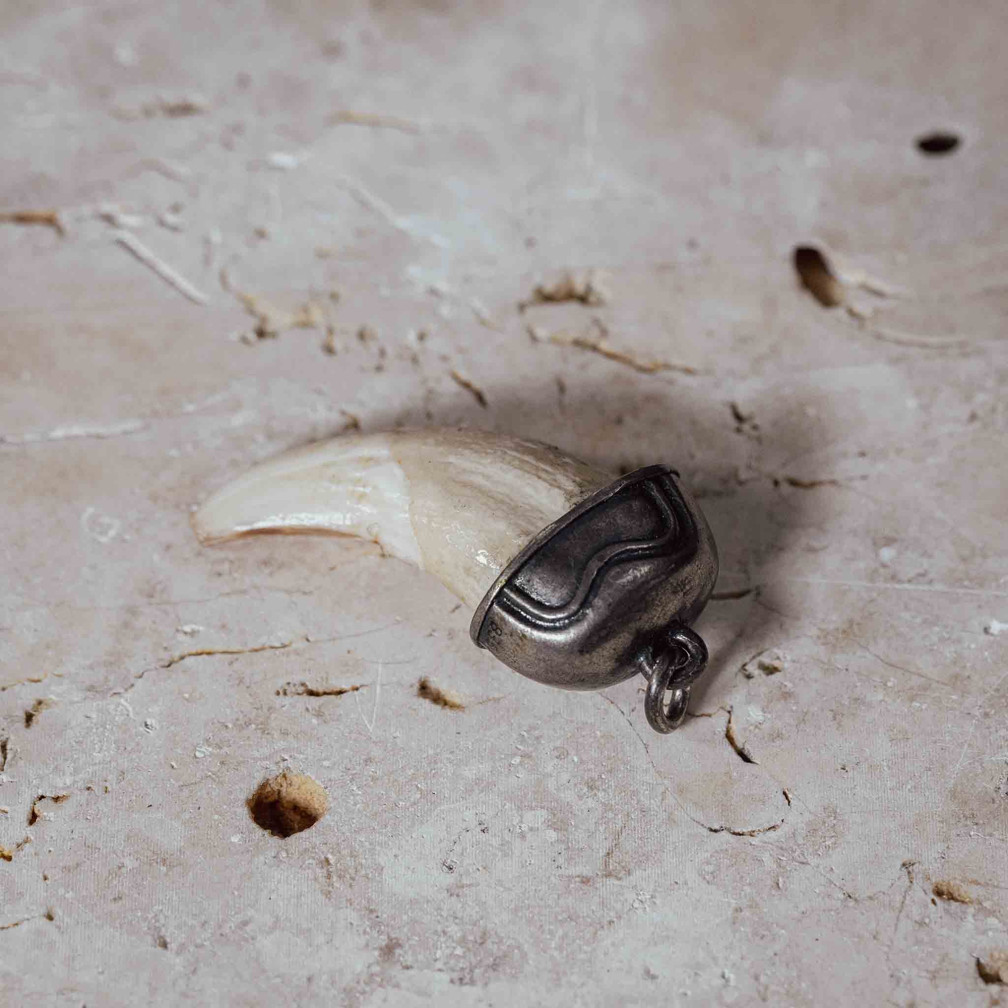 "Wildschwein Zahn" in Silberfassung