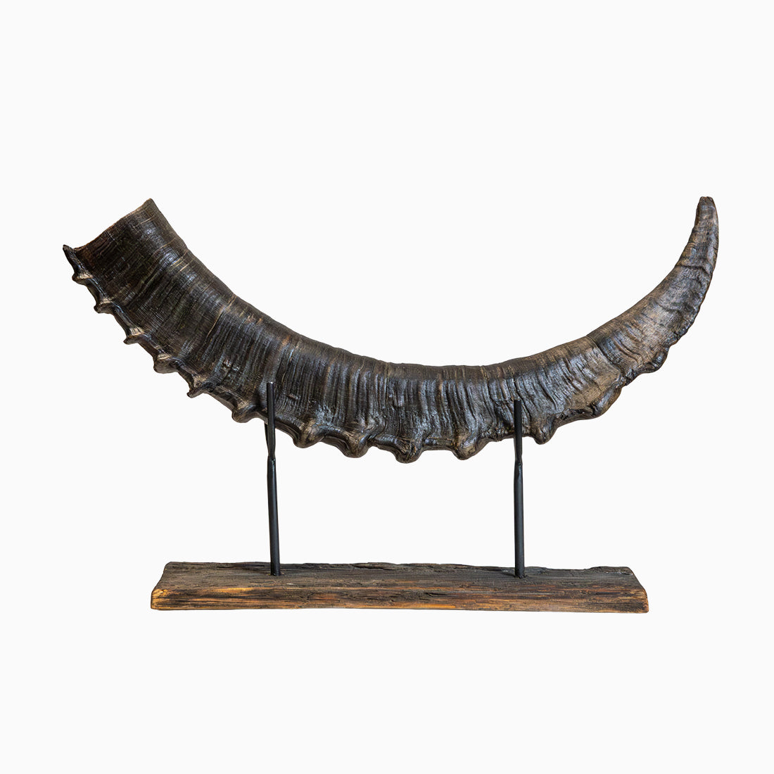 Steinbock-Horn "König der Alpen" dunkles Schwert