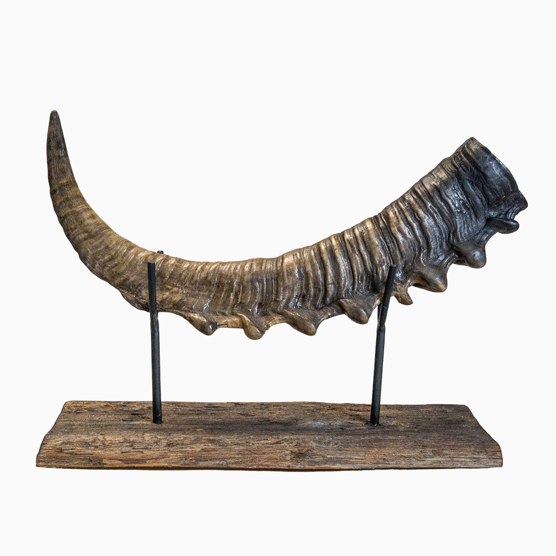 Steinbock-Horn "König der Alpen" helles Schwert links