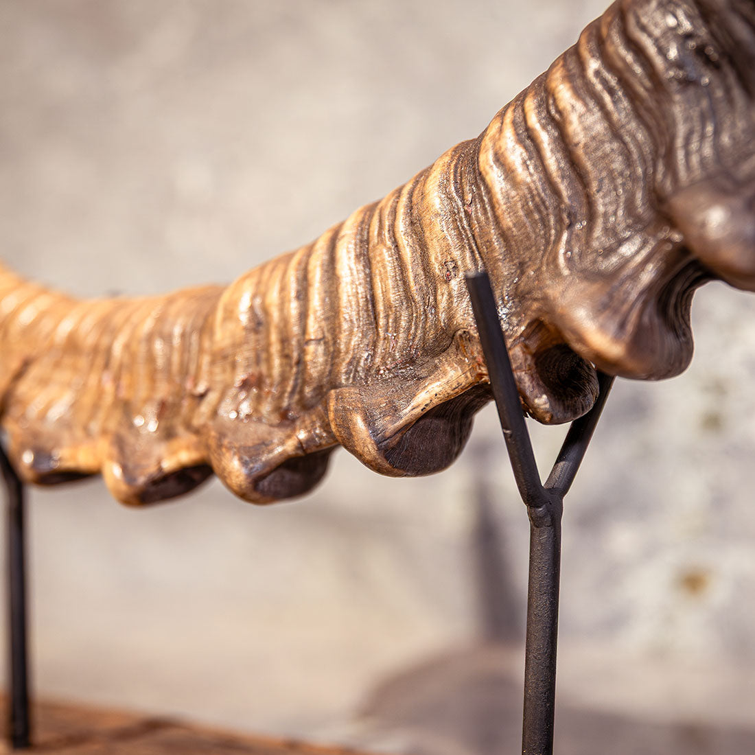 Steinbock-Horn "König der Alpen" helles Schwert links