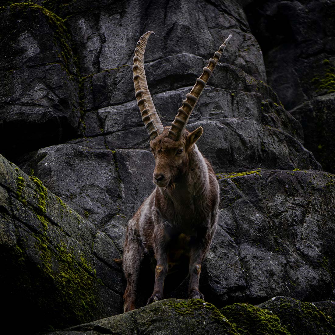 Steinbock-Horn "König der Alpen" helles Schwert links