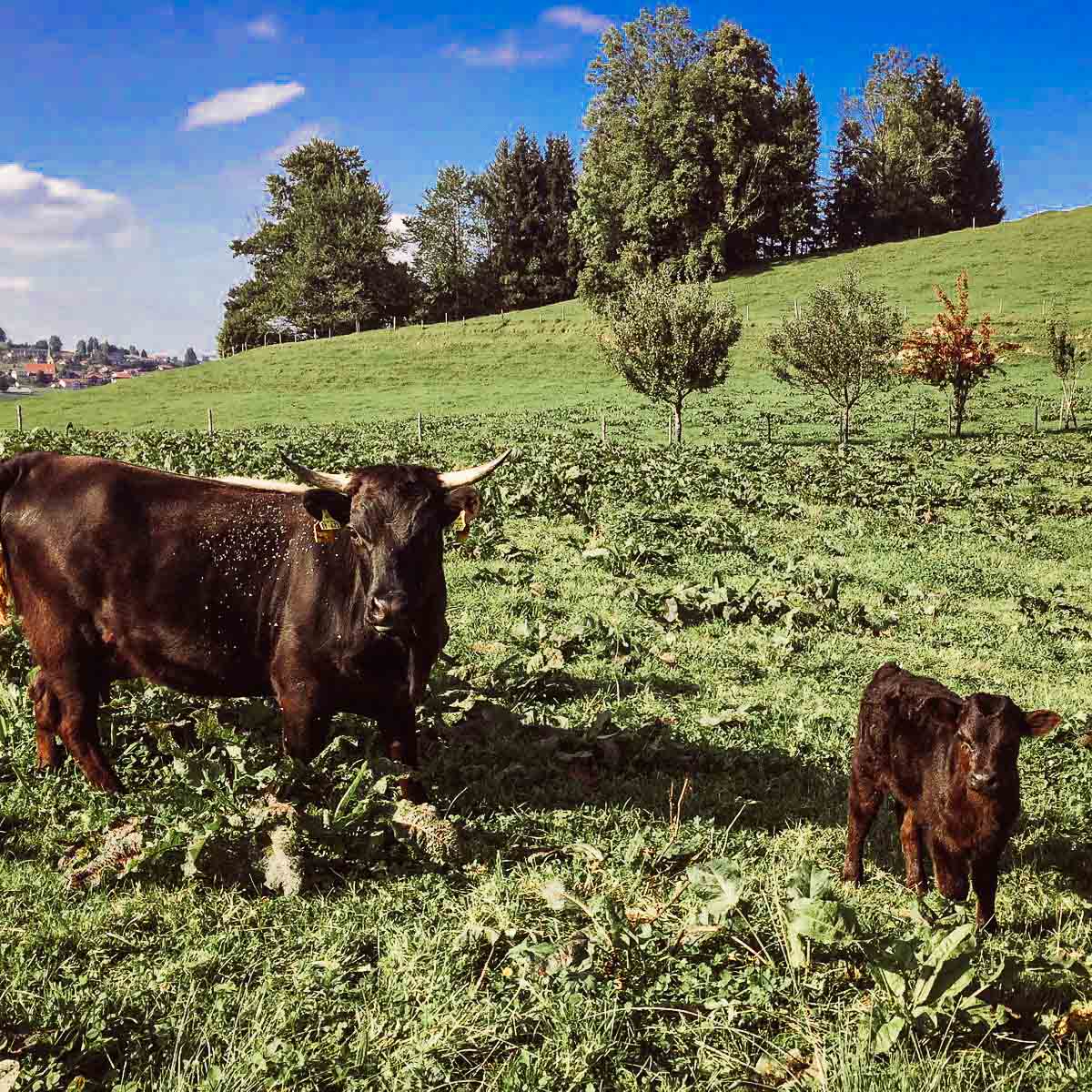Ledergürtel Dexter | Vollleder aus Bayern | Dornschließe