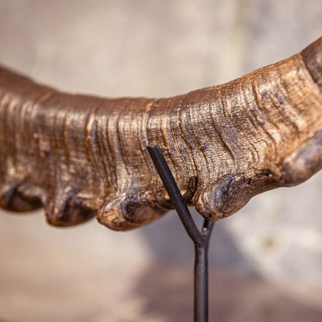 Steinbock-Horn "König der Alpen" dunkles Schwert
