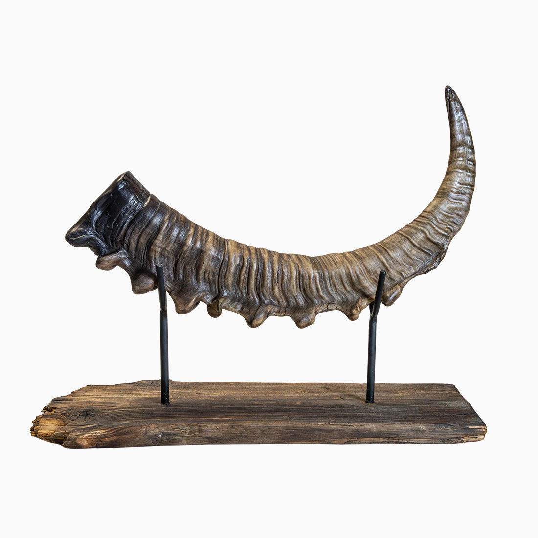 Steinbock-Horn "König der Alpen" helles Schwert rechts