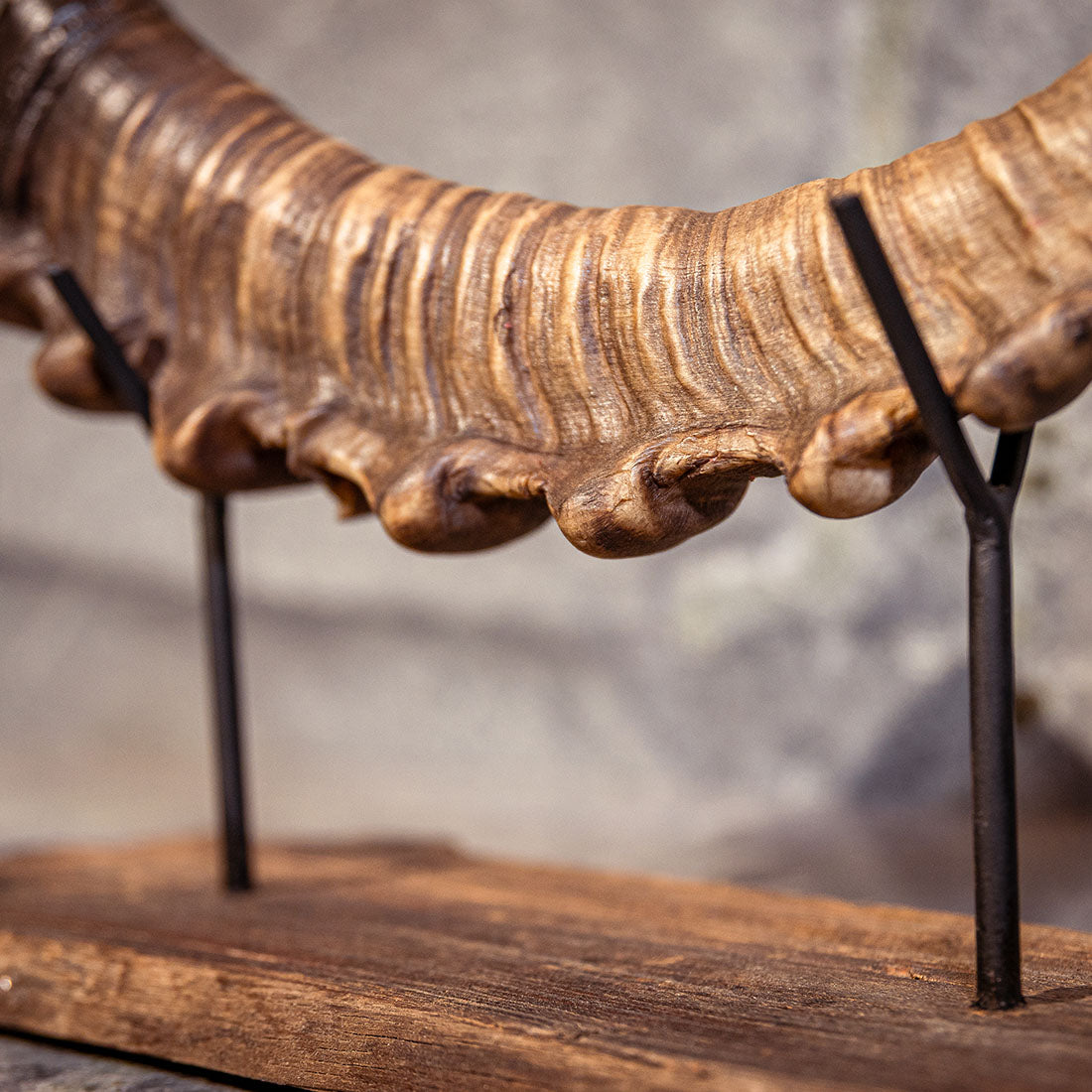 Steinbock-Horn "König der Alpen" helles Schwert rechts
