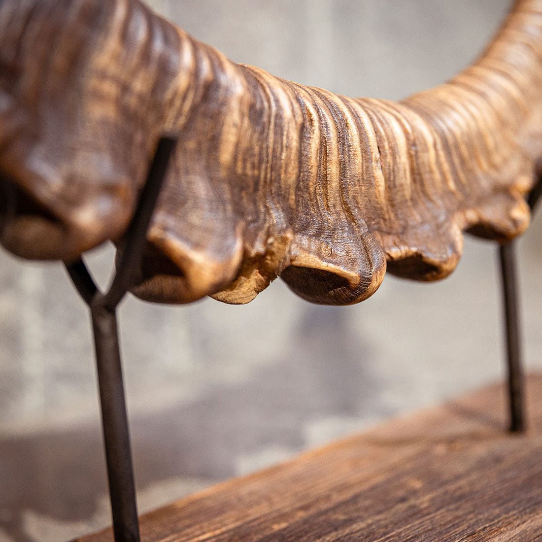Steinbock-Horn "König der Alpen" helles Schwert rechts